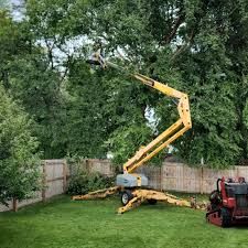 Best Root Management and Removal  in Olivet, MI