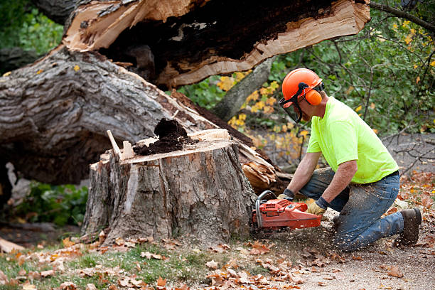 Best Palm Tree Trimming  in Olivet, MI