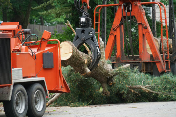 Best Tree Risk Assessment  in Olivet, MI