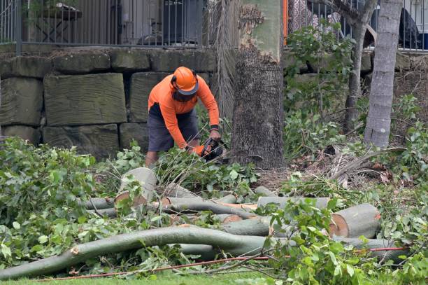 Best Storm Damage Tree Cleanup  in Olivet, MI