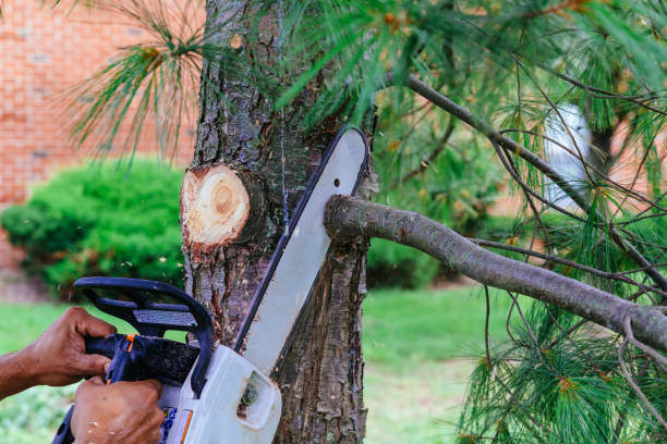 Best Tree Trimming and Pruning  in Olivet, MI